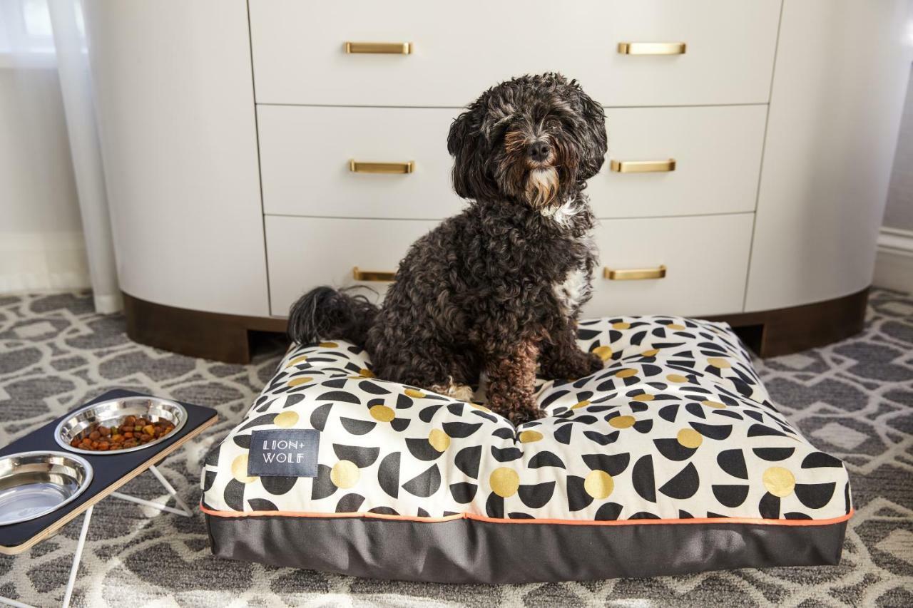 The Whitney Hotel Бостон Экстерьер фото A dog on a dog bed